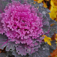 Краски осени :: Наталья Rosenwasser Краски осени :: Наталья Rosenwasser