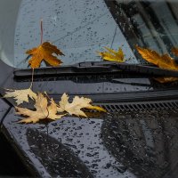 Листопад :: Наталья Rosenwasser