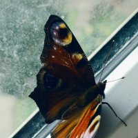 Прощальный лета взмах... :: Людмила Жданова