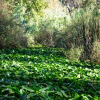 Заросли кубышки желтой. :: Argaman Табашник Заросли кубышки желтой. :: Argaman Табашник