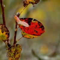 вчерашняя осень 5 :: Александр Прокудин вчерашняя осень 5 :: Александр Прокудин