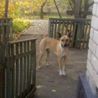 Ожидание прогулки :: Наталья 