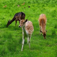 Из жизни животных(серия) :: Владимир Манкер