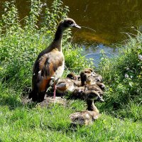 Мама всему научит :: Владимир Манкер