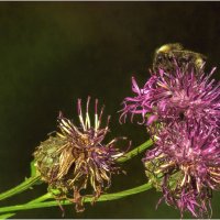 Картинка августа :: Валентин Котляров