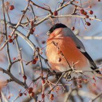 Пухляш :: Виктор Иванович Чернюк