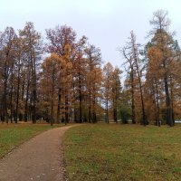 Осень :: Сапсан 