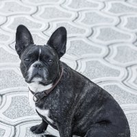 Французский бульдог :: Светлана Ищенко