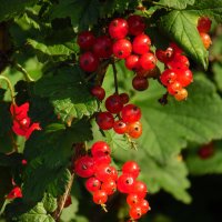 Смородина красная. :: nadyasilyuk Вознюк Смородина красная. :: nadyasilyuk Вознюк