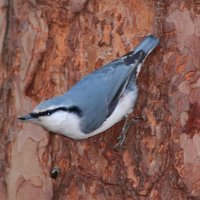 Поползень :: Любовь Сахарова