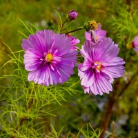 Космея :: Анатолий Чикчирный