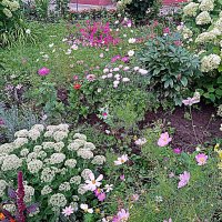 Цветы. :: Владимир Драгунский