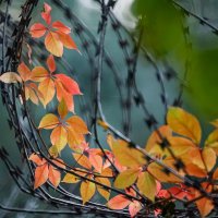 Осень... :: Николай Саржанов