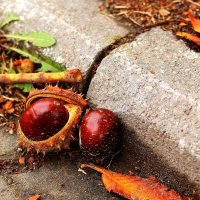 Каштаны, каштаны... :: Юрий Гайворонскiий