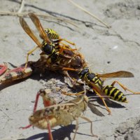 Не маячь на заднем плане- самим мало... :: Константин Штарк