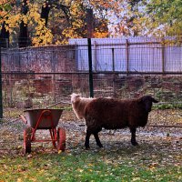 Мирно пасутся барашки. :: Татьяна Помогалова