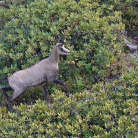Дикая серна :: Наталия Григорьева Дикая серна :: Наталия Григорьева