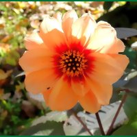 Осенний георгин :: Ольга Довженко