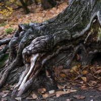 Корни... :: Влад Никишин