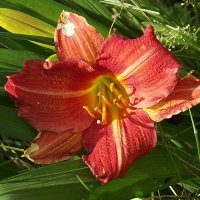 Лилейник :: Freddy 97