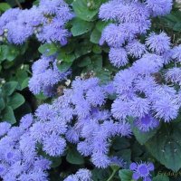 Агератум :: Freddy 97