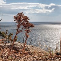 Колючка на обрыве :: Oleg S