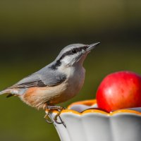 Лакомка. :: Sergey (Apg)