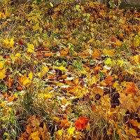 Шуршит гербарий чудный... :: veilins veilins Шуршит гербарий чудный... :: veilins veilins