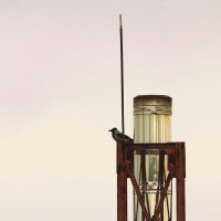 Ворона за окном :: Елена Минина