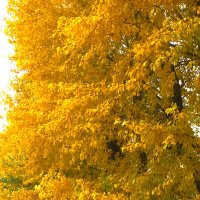 Золото Осени :: Olga Oskolkova