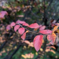 Яркая веточка :: sorovey Sol