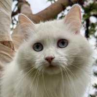 Снежка :: yav 110455