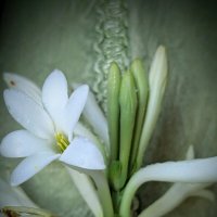 Нежность :: liudmila drake