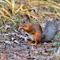 **** :: Александр Зуев