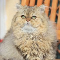 Персидская золотая шиншилла. :: Оля Богданович