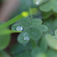 Капелька. :: Оля Богданович