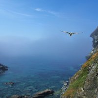 Чайка. :: unix (Илья Утропов)