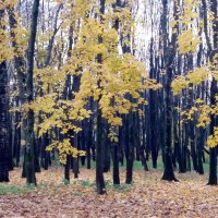 Желтеют клёны между лип :: Galina Solovova