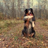 Зайку встретил я в лесу, вон, че творит за колбасу.. :: Артём 