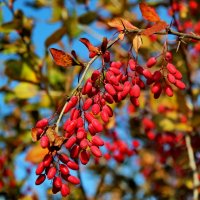 Барбарис. :: Маргарита ( Марта ) Дрожжина Барбарис. :: Маргарита ( Марта ) Дрожжина