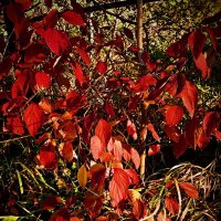 Осень 17 :: Алексей Кузнецов