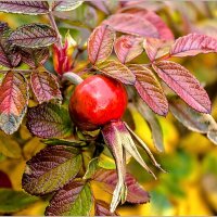 Осенние краски ... :: Aquarius - Сергей