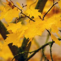 **** :: Иван Литвинов