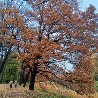 Осень :: Сапсан Осень :: Сапсан