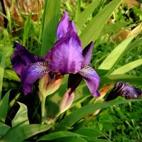 ИРИС. :: nadyasilyuk Вознюк ИРИС. :: nadyasilyuk Вознюк