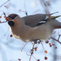 Свиристель :: Виктор Иванович Чернюк
