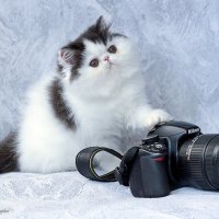 ... :: Светлана Ищенко