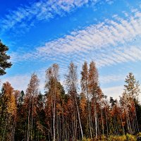 Осеннее небо с перистыми облаками! :: Владимир 