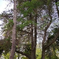 ПРИМОРСКИЙ СКВЕР :: Tata Wolf