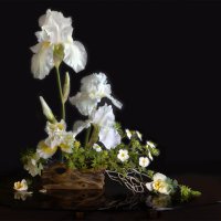 Белые цветы :: Olenka Белые цветы :: Olenka